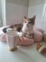 Brida (6)